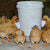 DIY Chicken Feeder