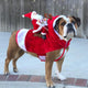 Dog Christmas Clothes Santa Claus Riding Deer(🎅 Christmas Early Special Offer - 50% OFF)